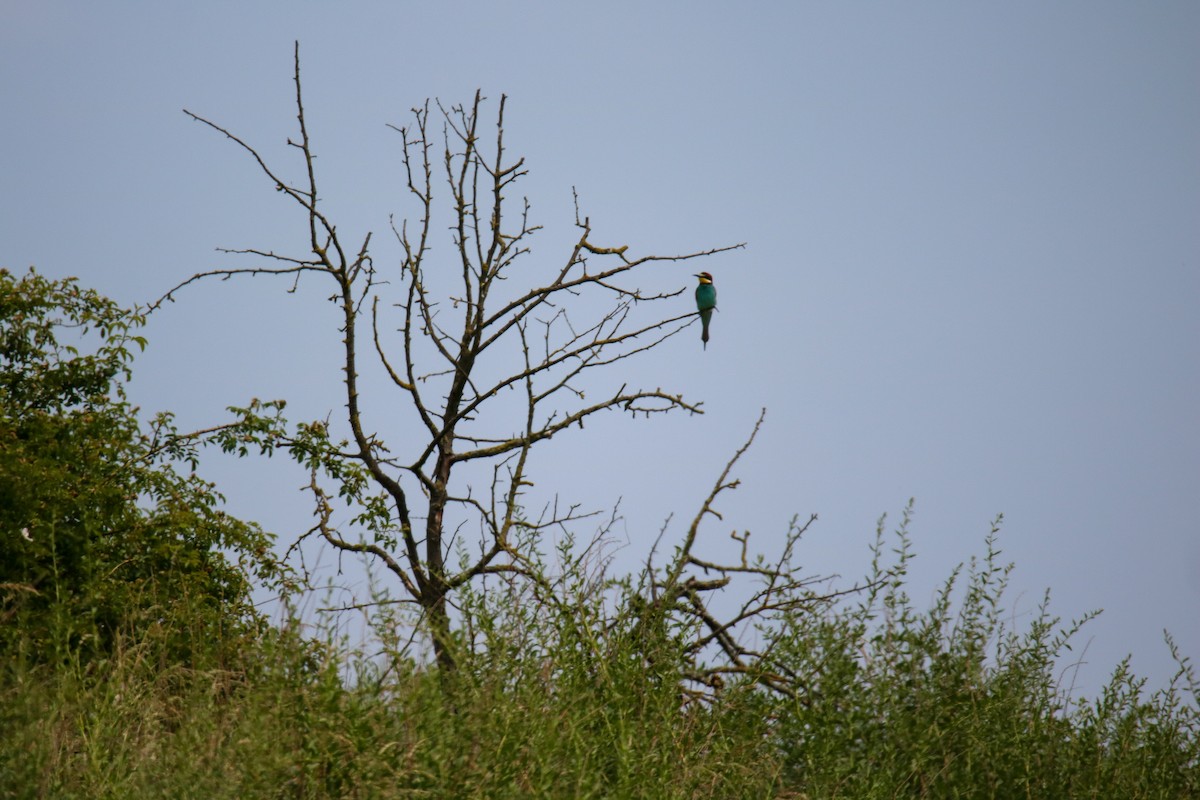 European Bee-eater - ML620272099