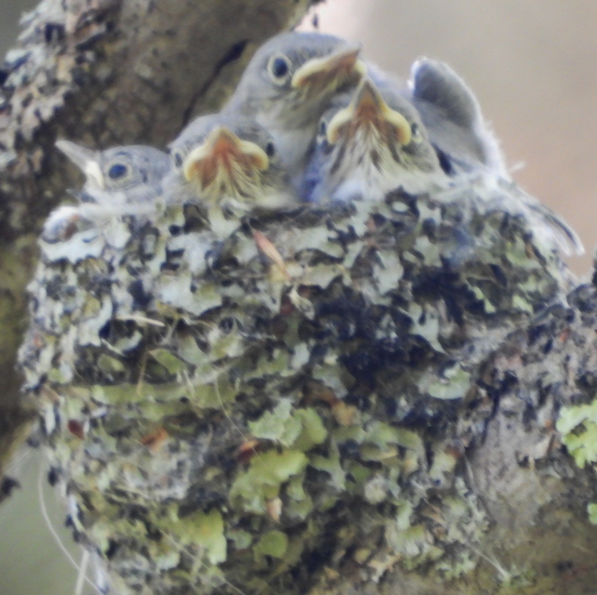 Blue-gray Gnatcatcher - ML620272103