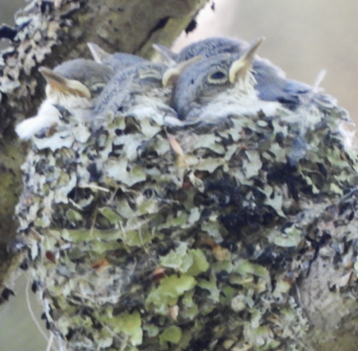 Blue-gray Gnatcatcher - ML620272105