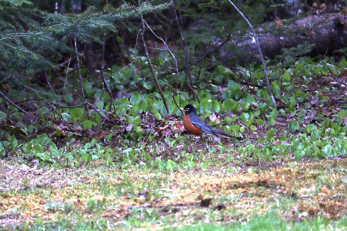 American Robin - ML620272106