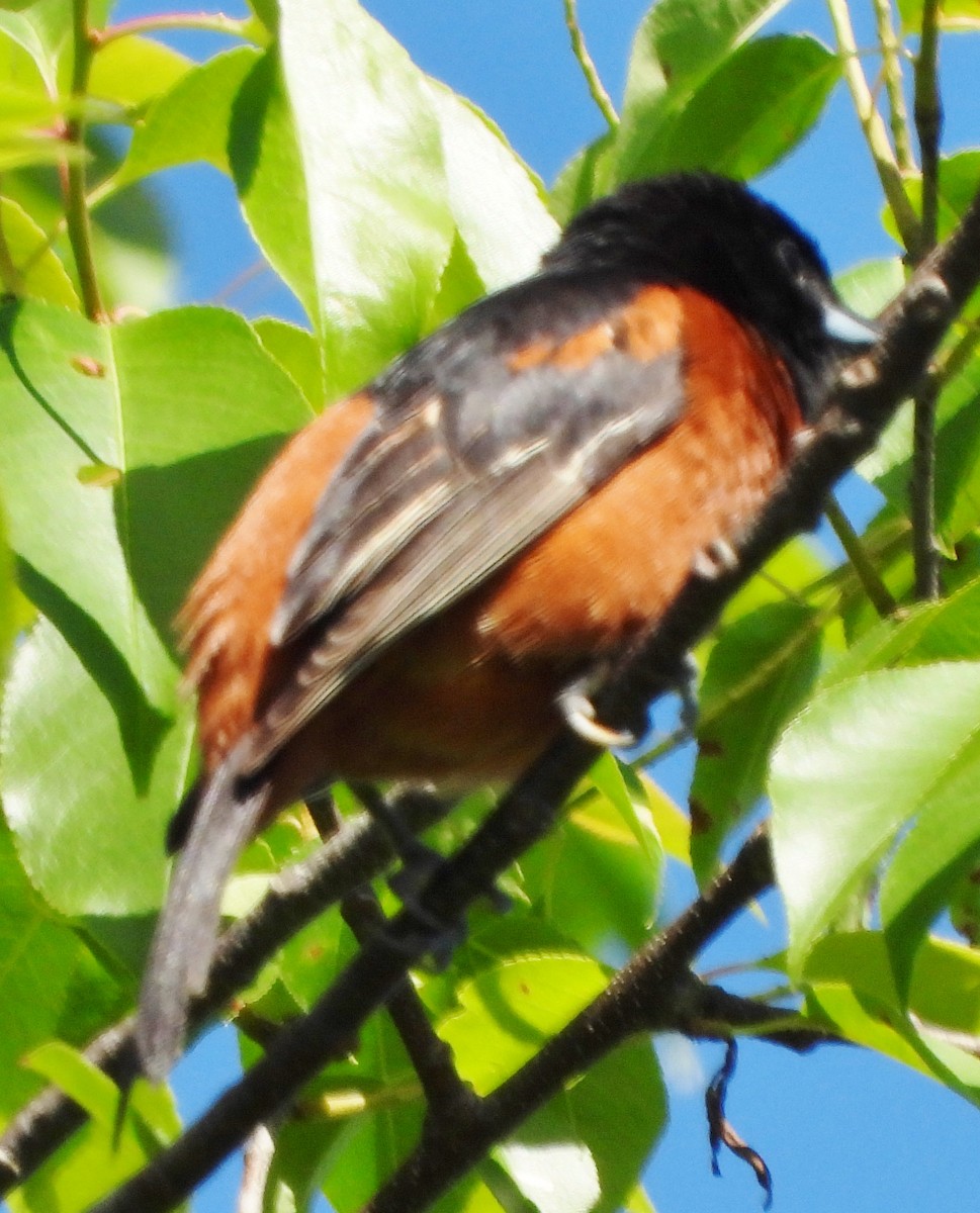 Orchard Oriole - ML620272117