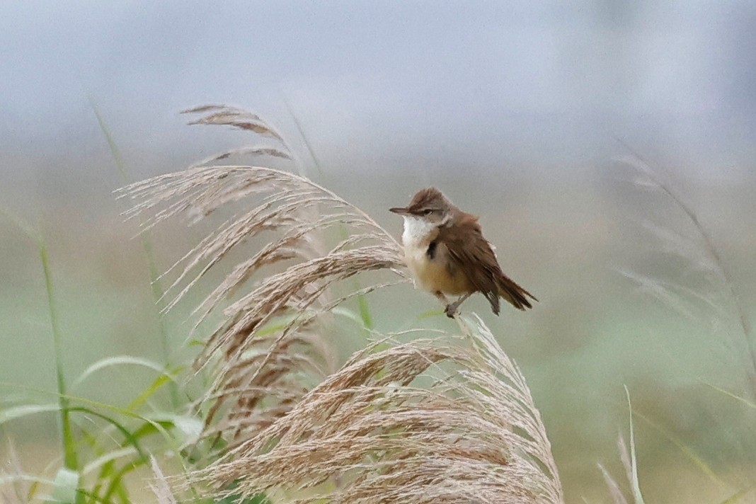 Common Reed Warbler - ML620272120