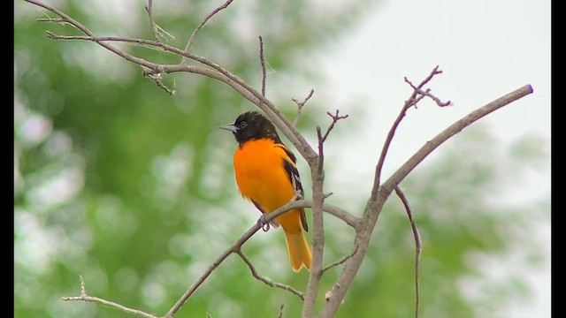 Oriole de Baltimore - ML620272125