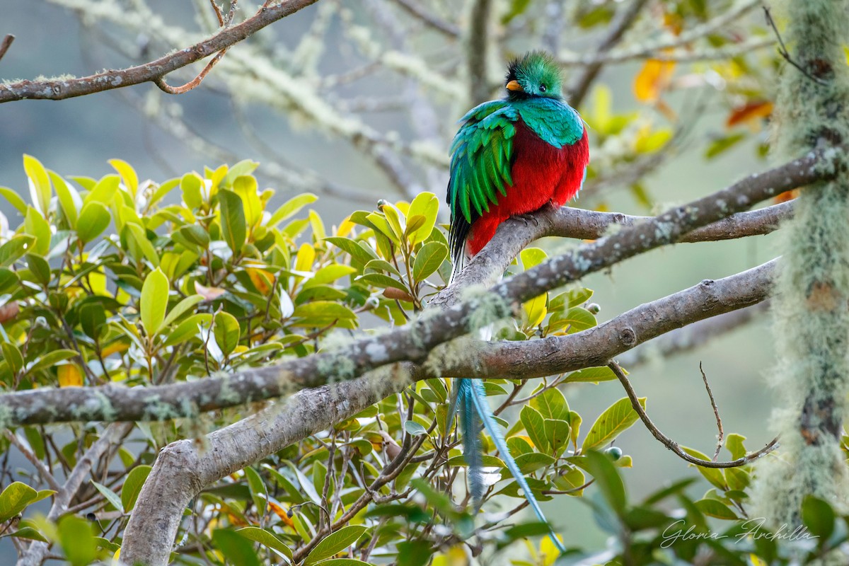 Quetzal resplendissant - ML620272126