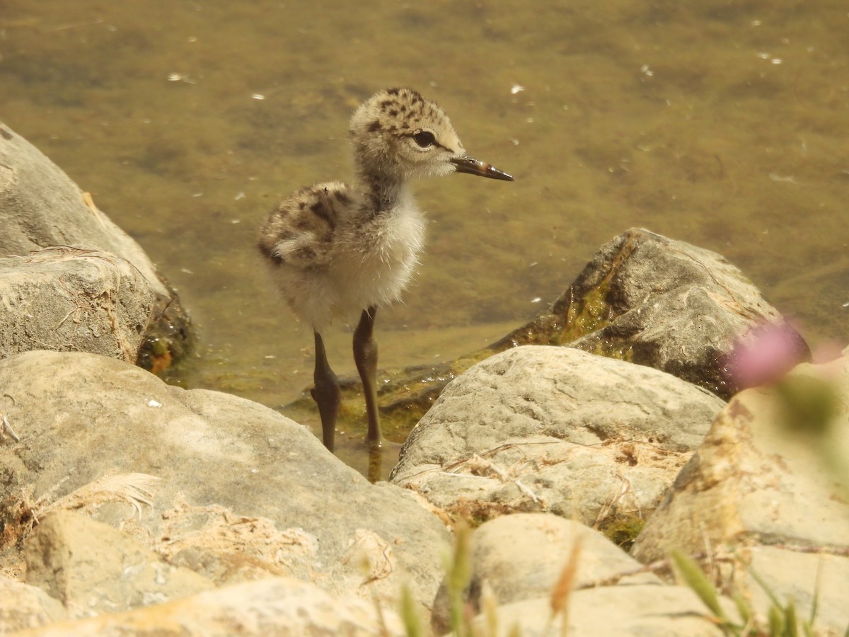 Black-winged Stilt - ML620272127