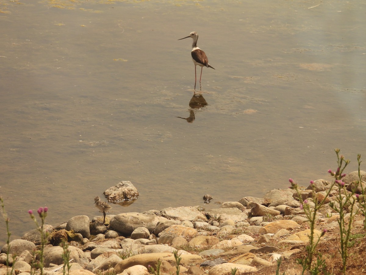 Black-winged Stilt - ML620272132