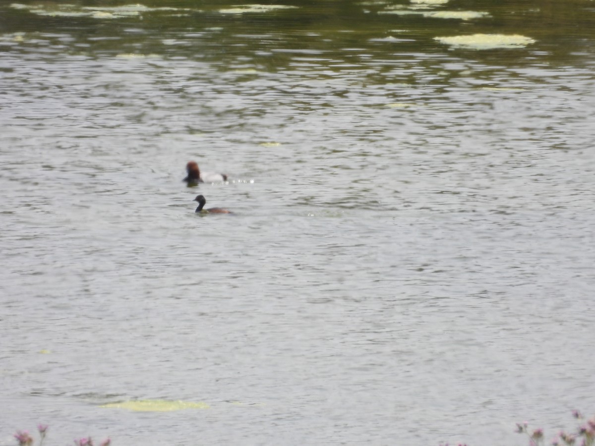 Eared Grebe - ML620272146