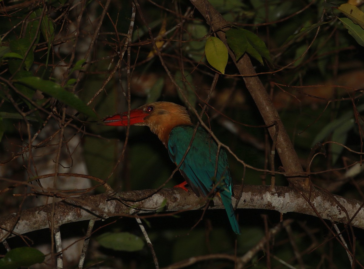 Stork-billed Kingfisher - ML620272153