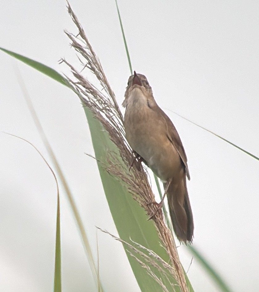 Savi's Warbler - ML620272154