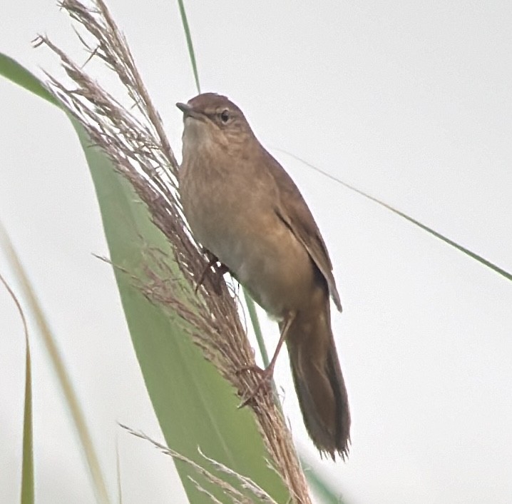 Savi's Warbler - ML620272155