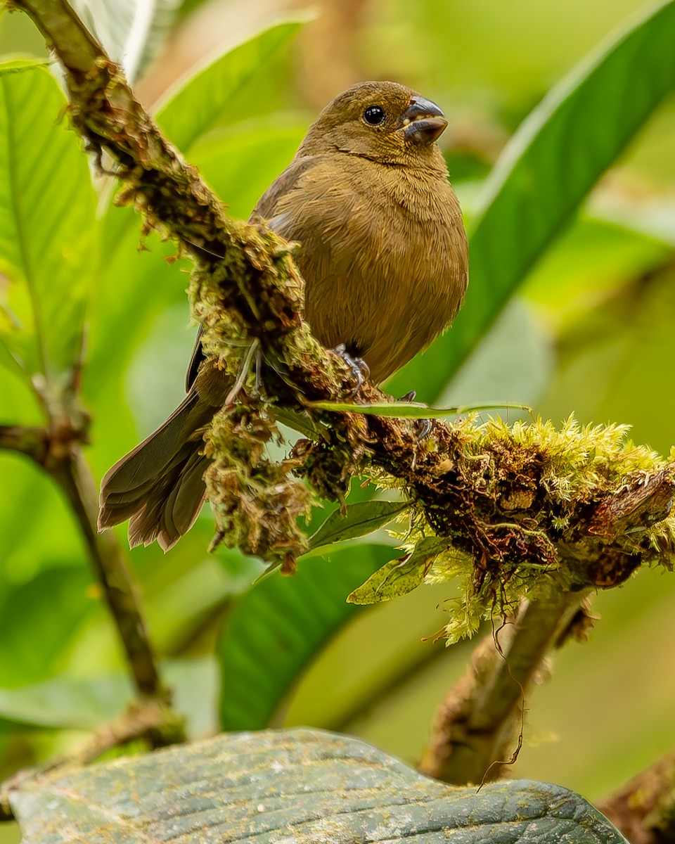 Variable Seedeater - ML620272158