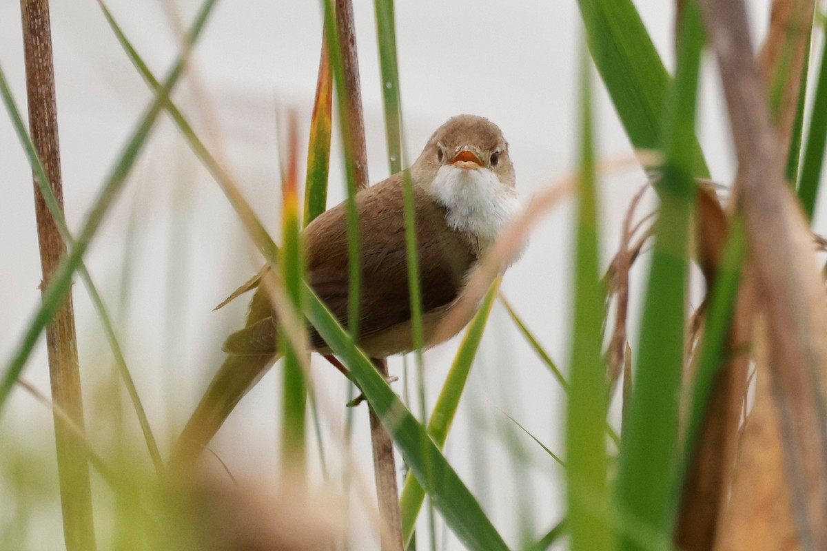 Common Reed Warbler - ML620272160
