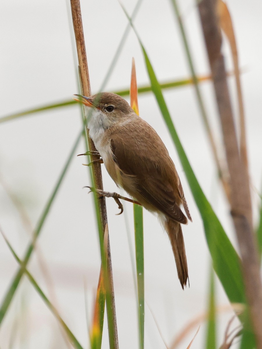Common Reed Warbler - ML620272162