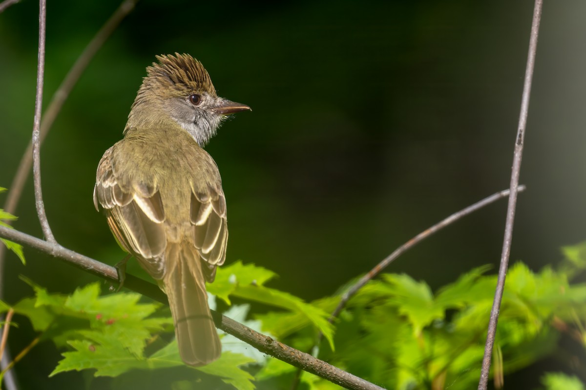 Great Crested Flycatcher - ML620272163