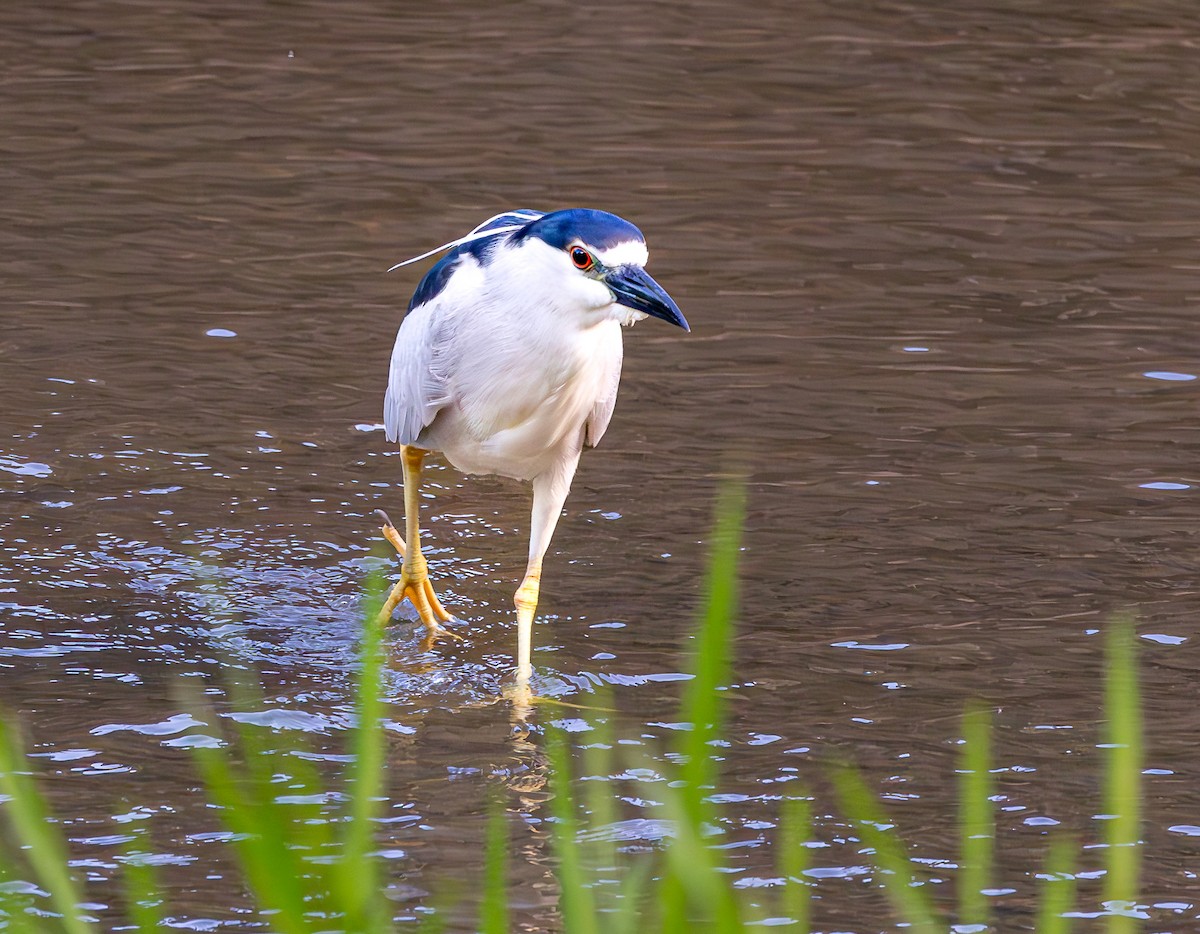 Black-crowned Night Heron - ML620272172