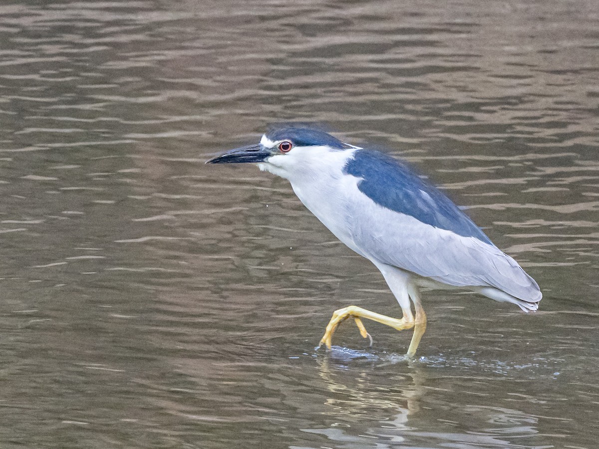 Black-crowned Night Heron - ML620272174