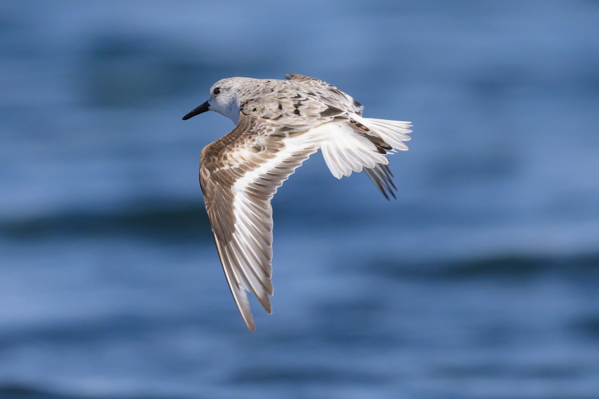 Bécasseau sanderling - ML620272175