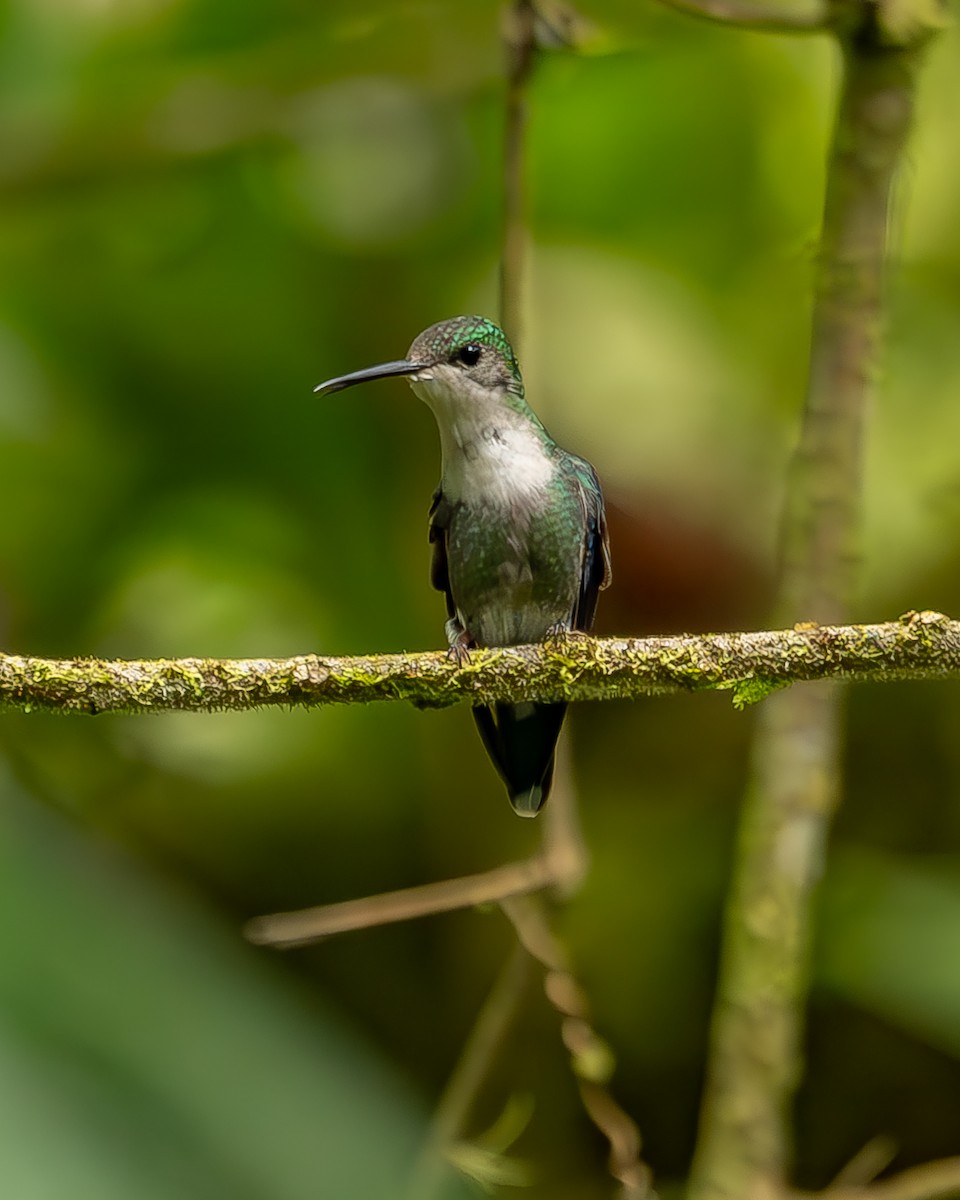 Crowned Woodnymph - ML620272178