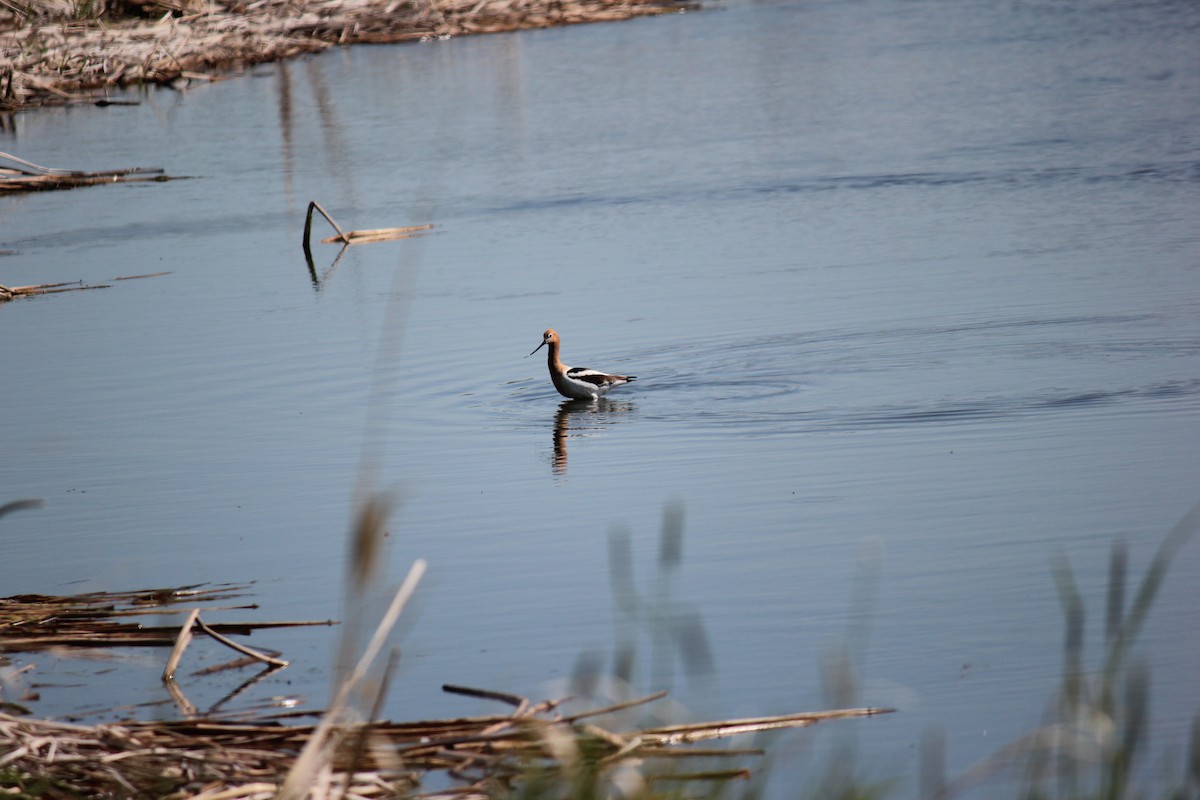 Avoceta Americana - ML620272181