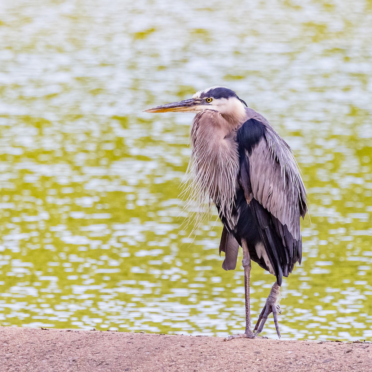 Great Blue Heron - ML620272182