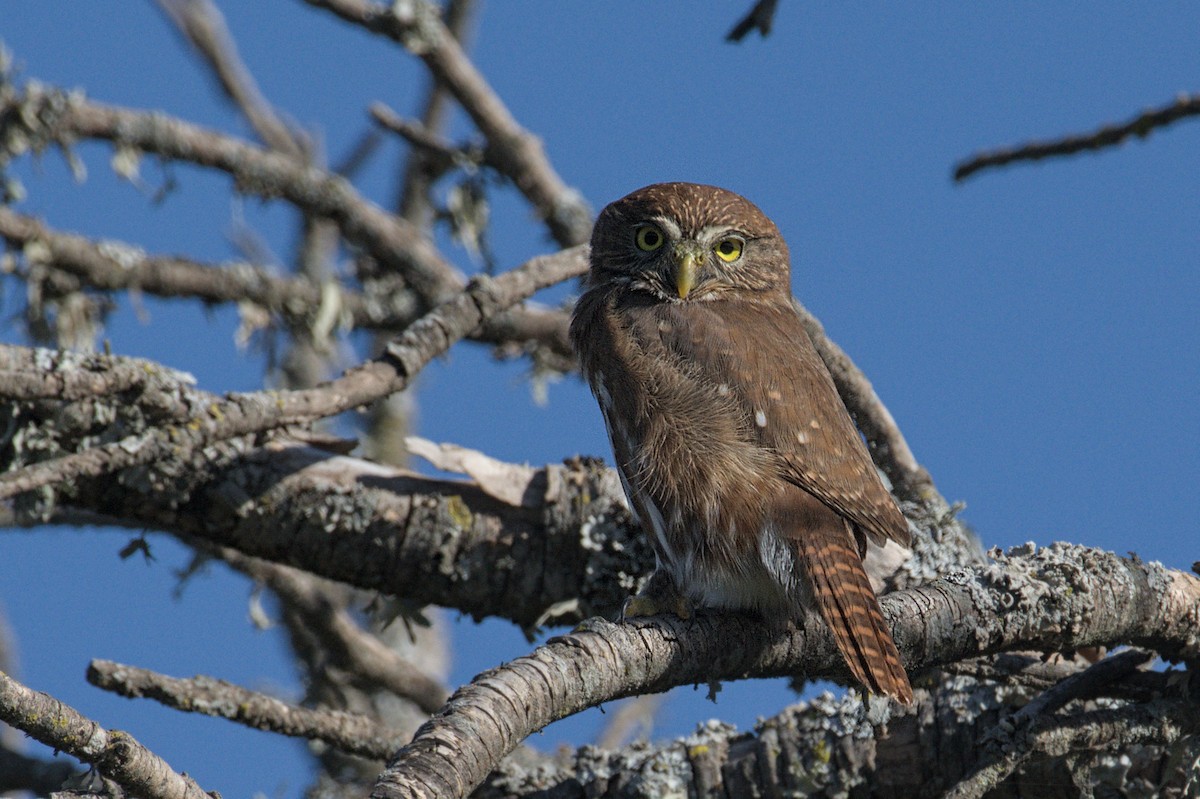 Ferruginous Pygmy-Owl - ML620272188