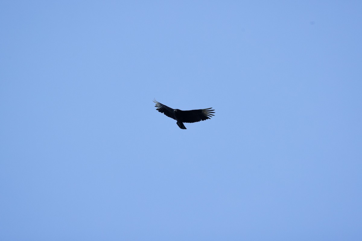 Black Vulture - ML620272189