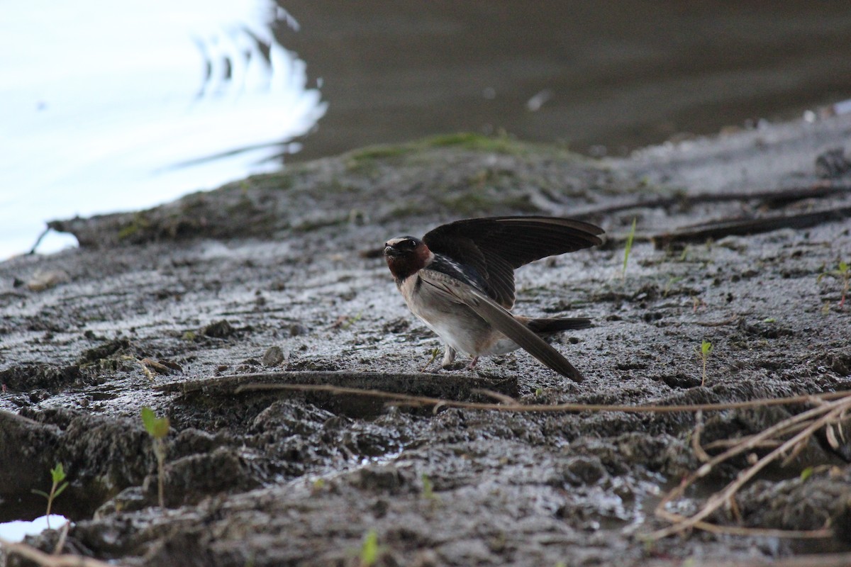 Cliff Swallow - ML620272192