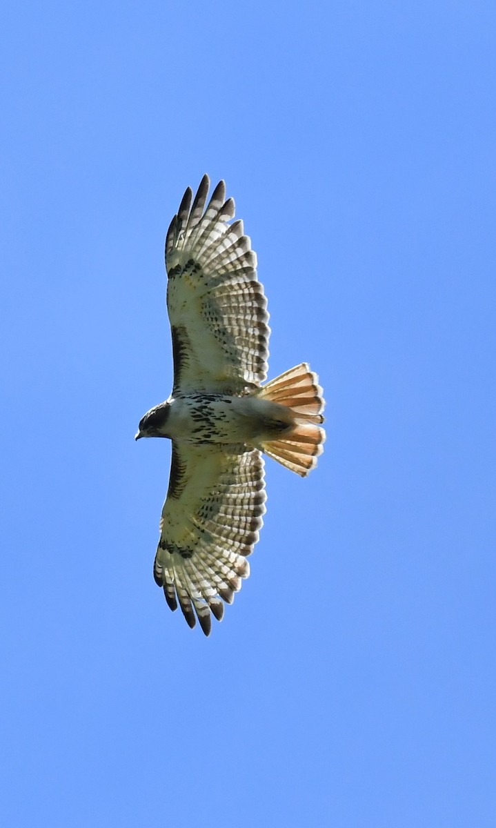 Red-tailed Hawk - ML620272195