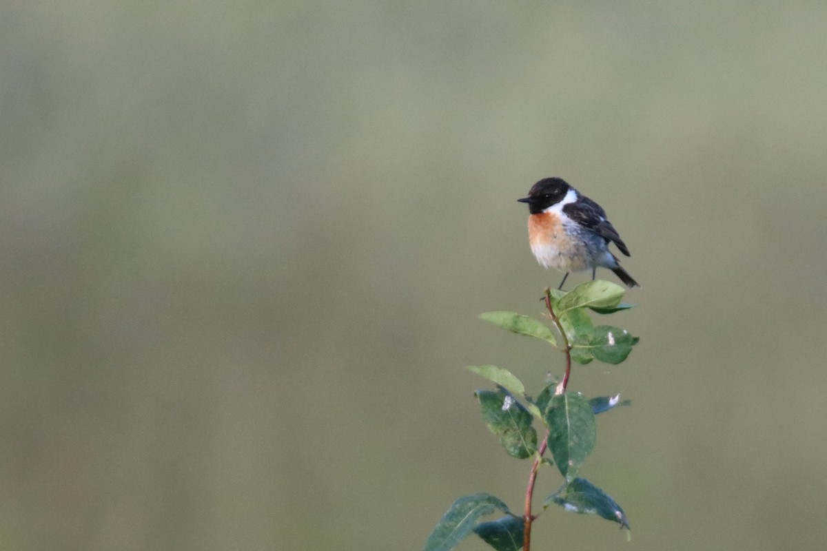 European Stonechat - ML620272197