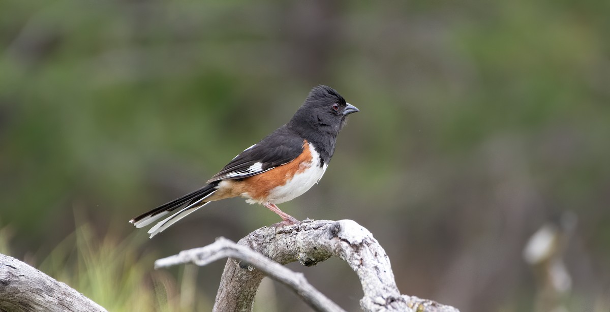 Eastern Towhee - ML620272199