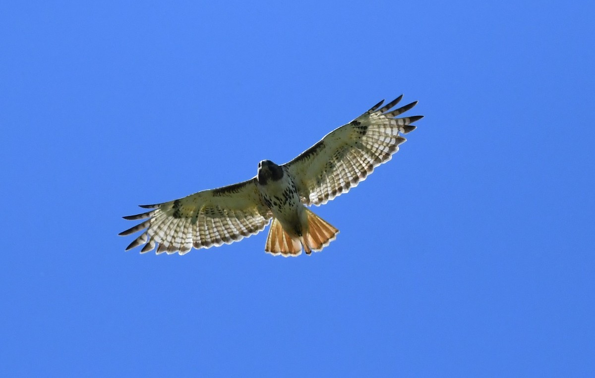 Red-tailed Hawk - ML620272202