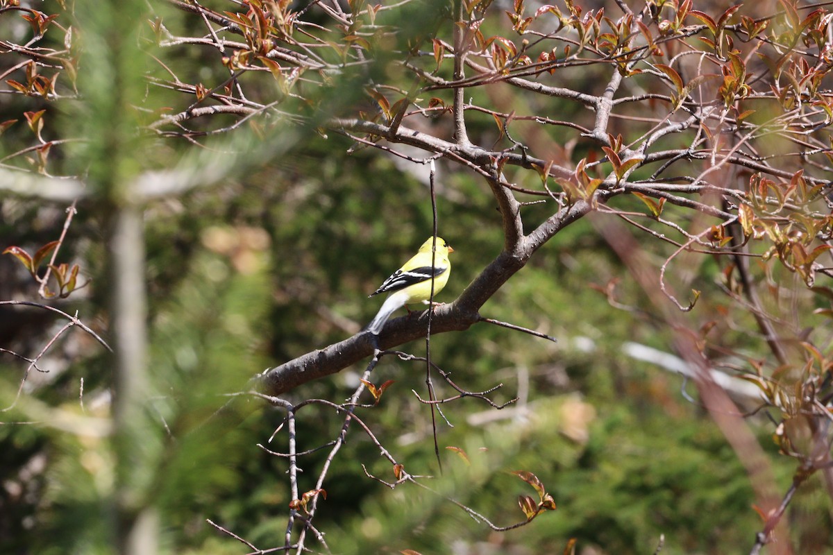 American Goldfinch - ML620272203