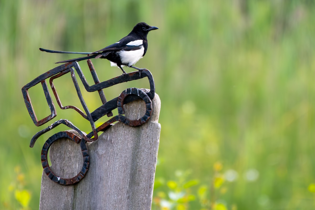 Eurasian Magpie - ML620272205