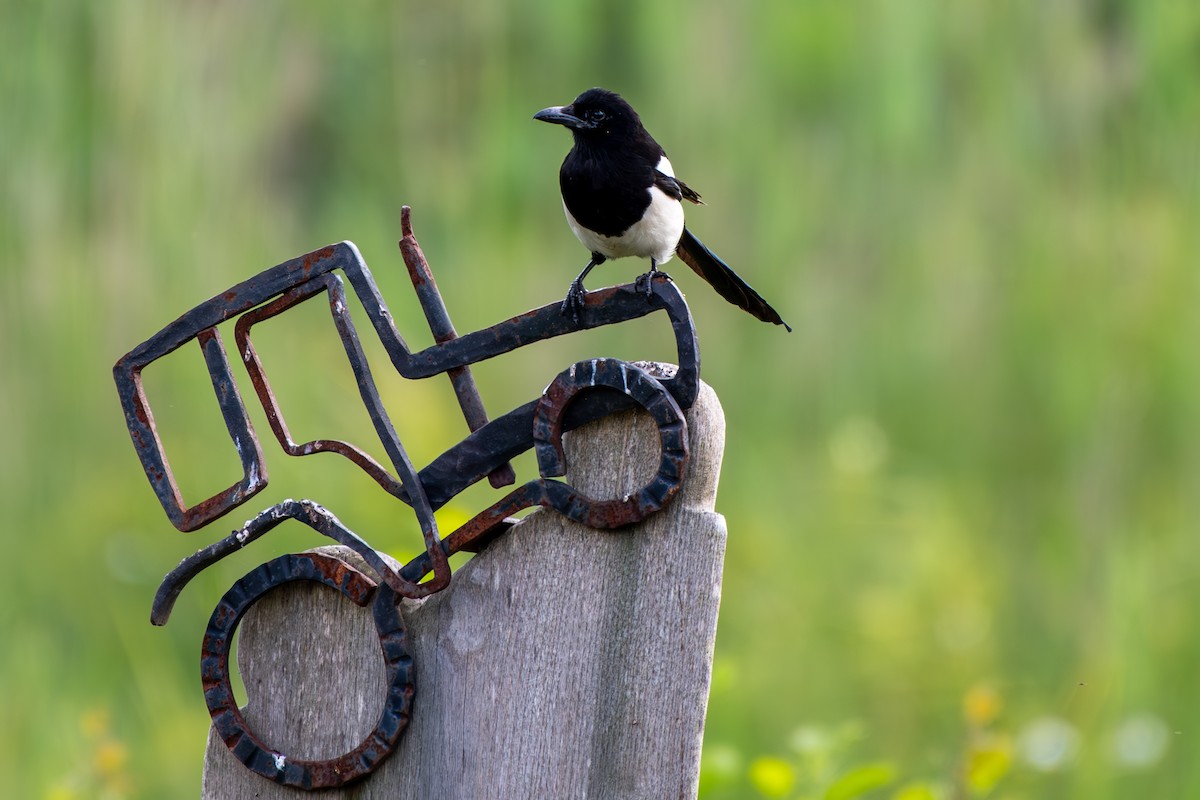 Eurasian Magpie - ML620272206