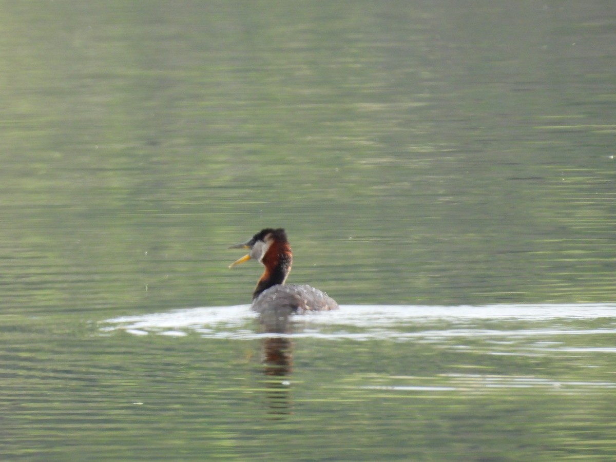 Red-necked Grebe - ML620272212
