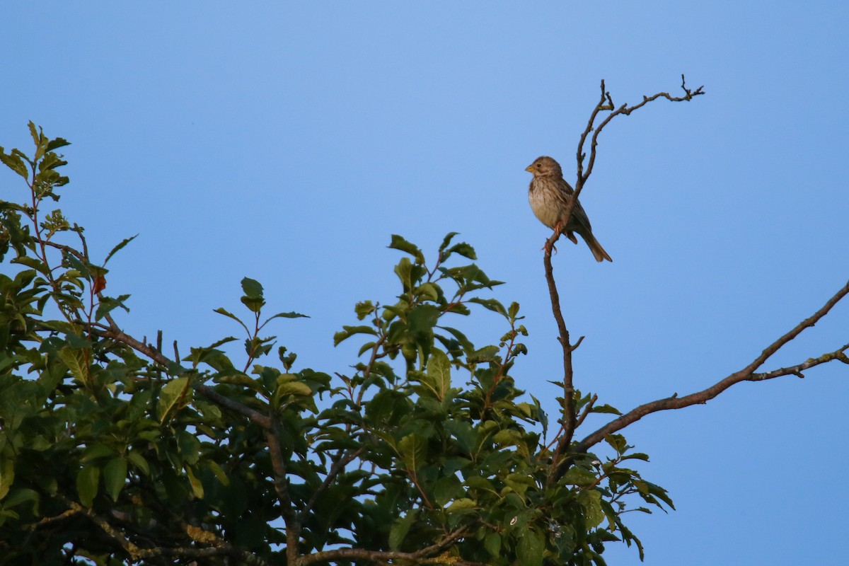 Corn Bunting - ML620272213