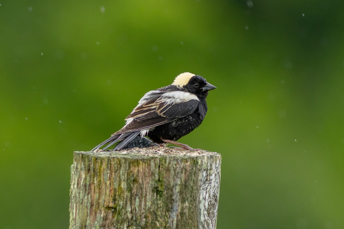 Bobolink - ML620272214