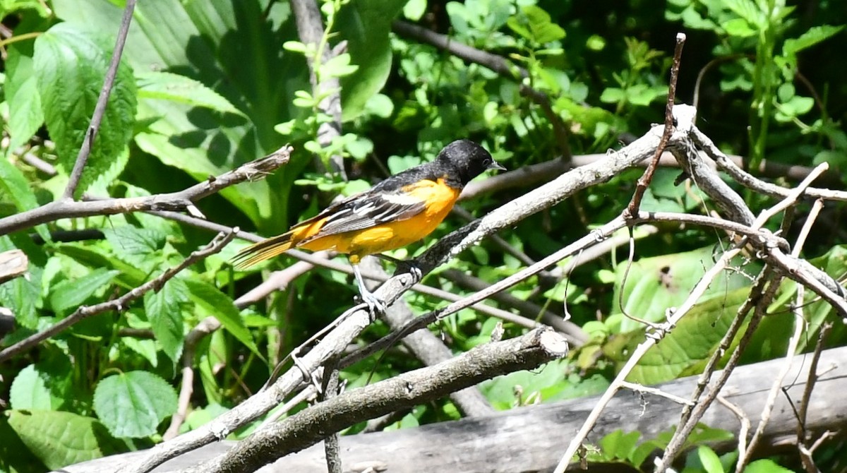 Baltimore Oriole - ML620272217