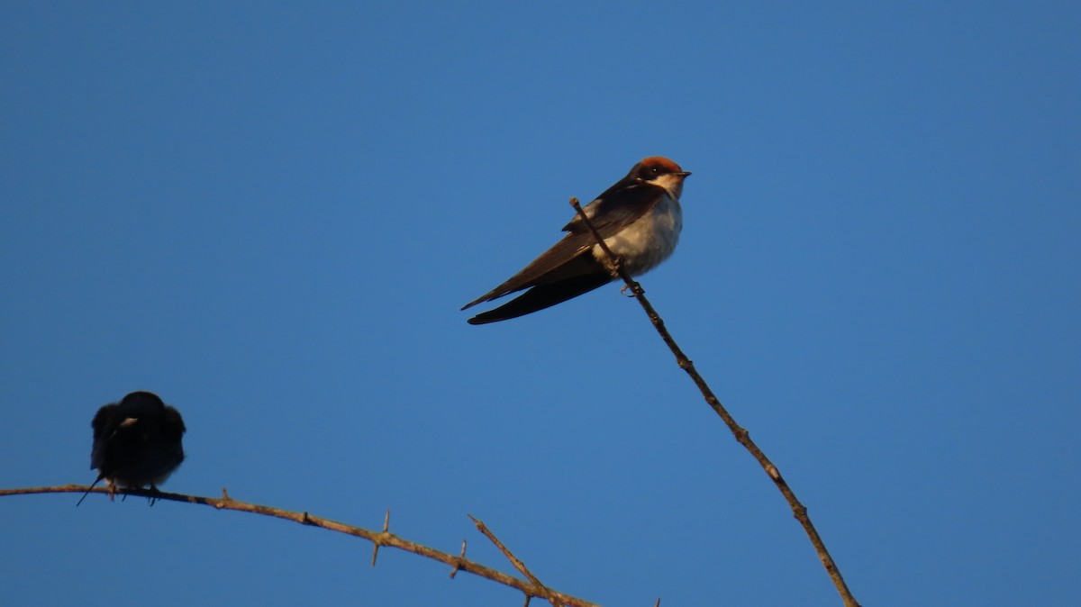 Wire-tailed Swallow - ML620272224