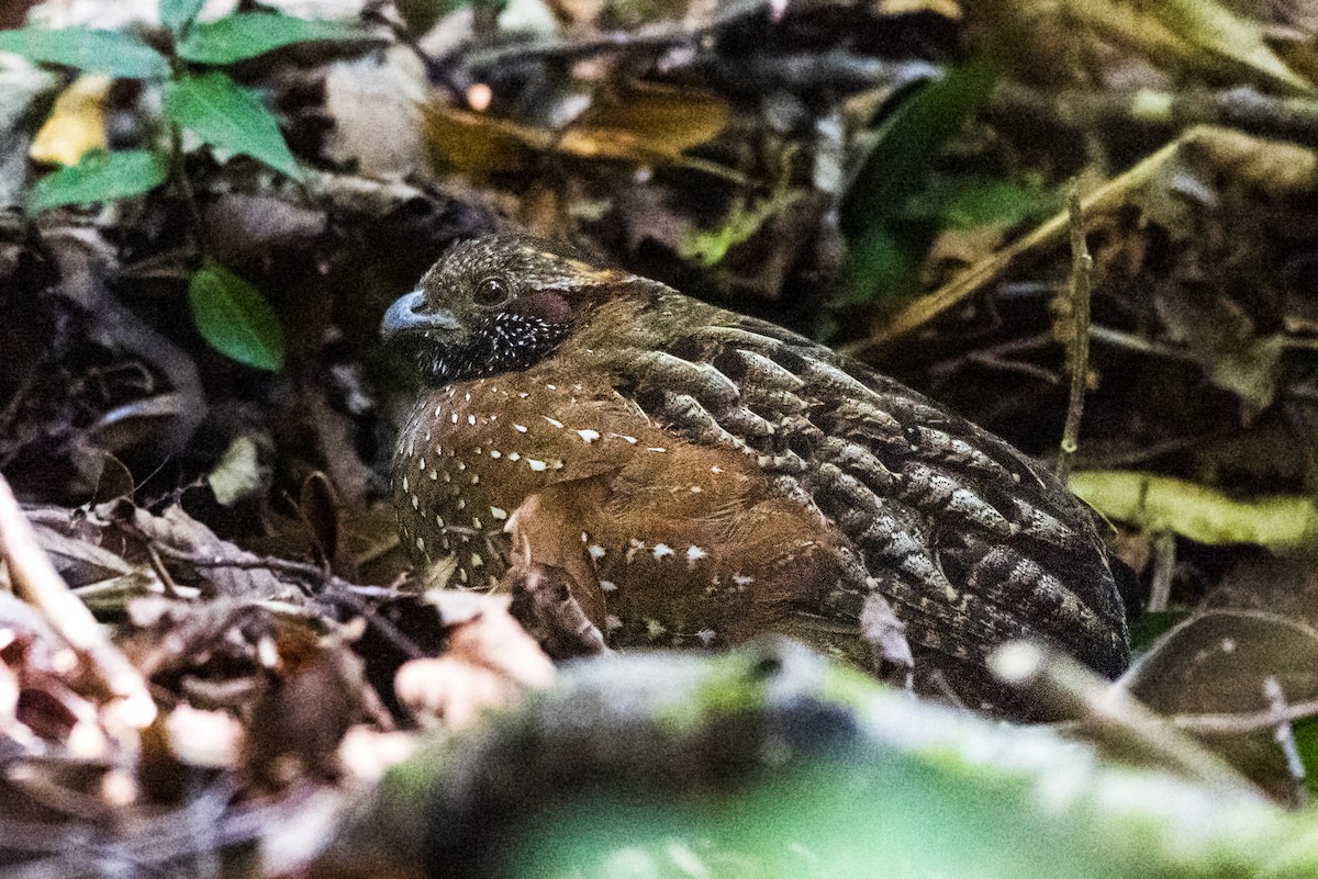 Spotted Wood-Quail - ML620272227