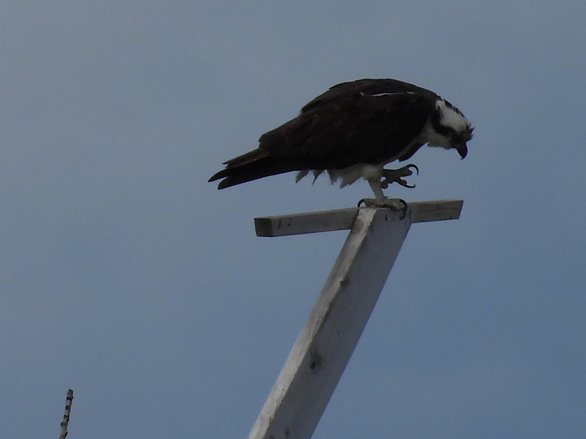 Águila Pescadora - ML620272230