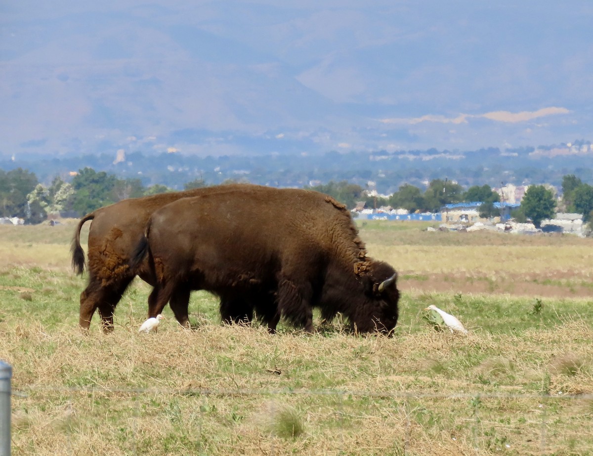 Western Cattle Egret - ML620272234