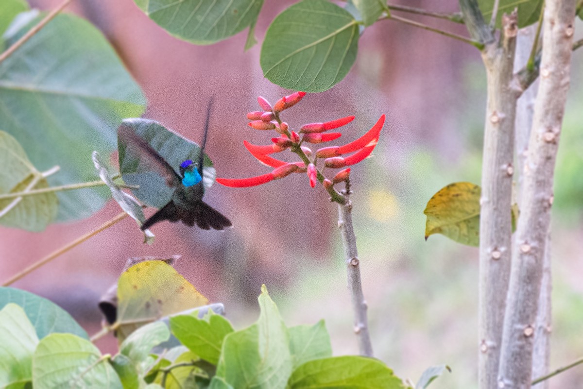 Talamanca Hummingbird - ML620272240