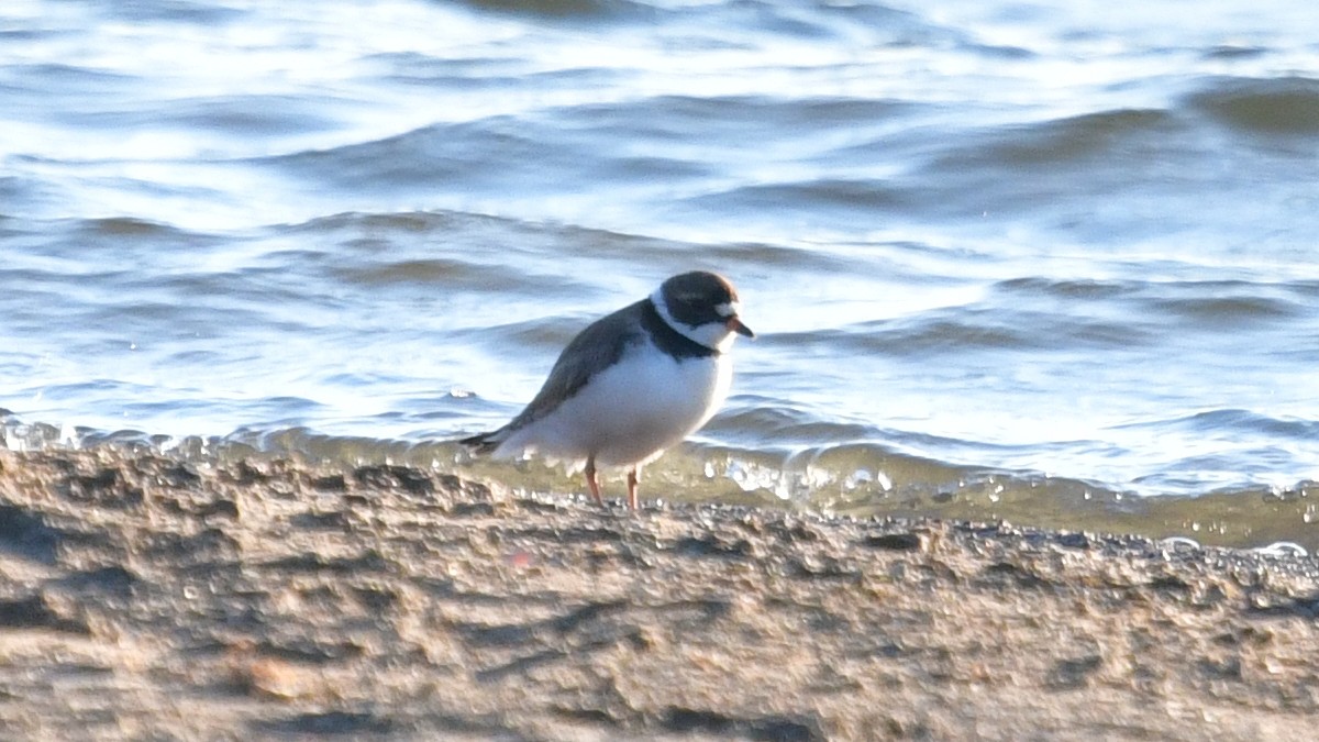 Semipalmated Plover - ML620272241