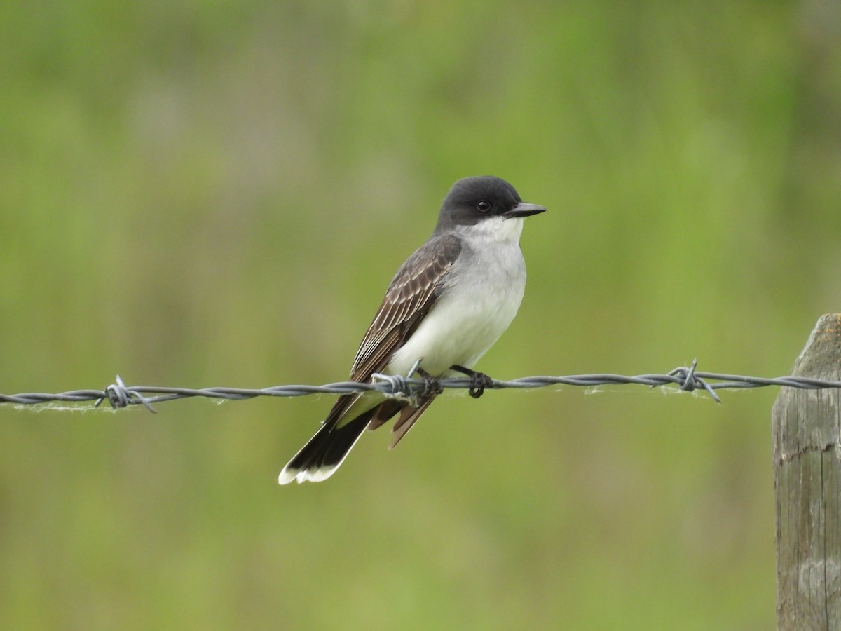 Eastern Kingbird - ML620272245