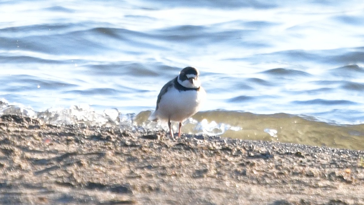 Semipalmated Plover - ML620272248