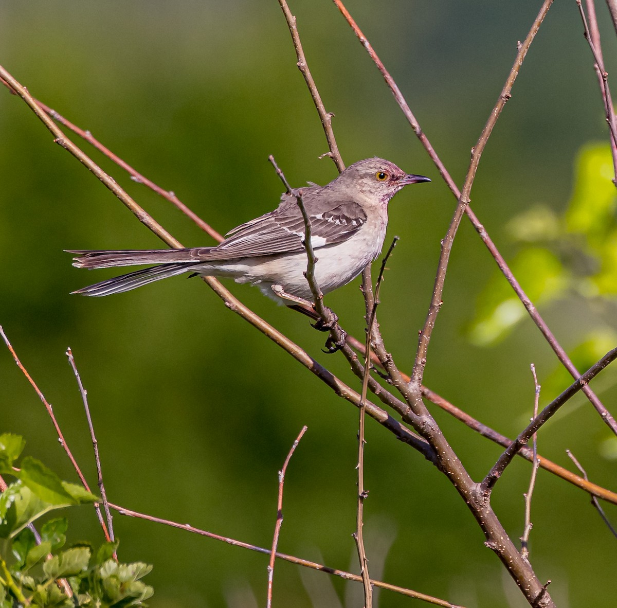 Northern Mockingbird - ML620272249