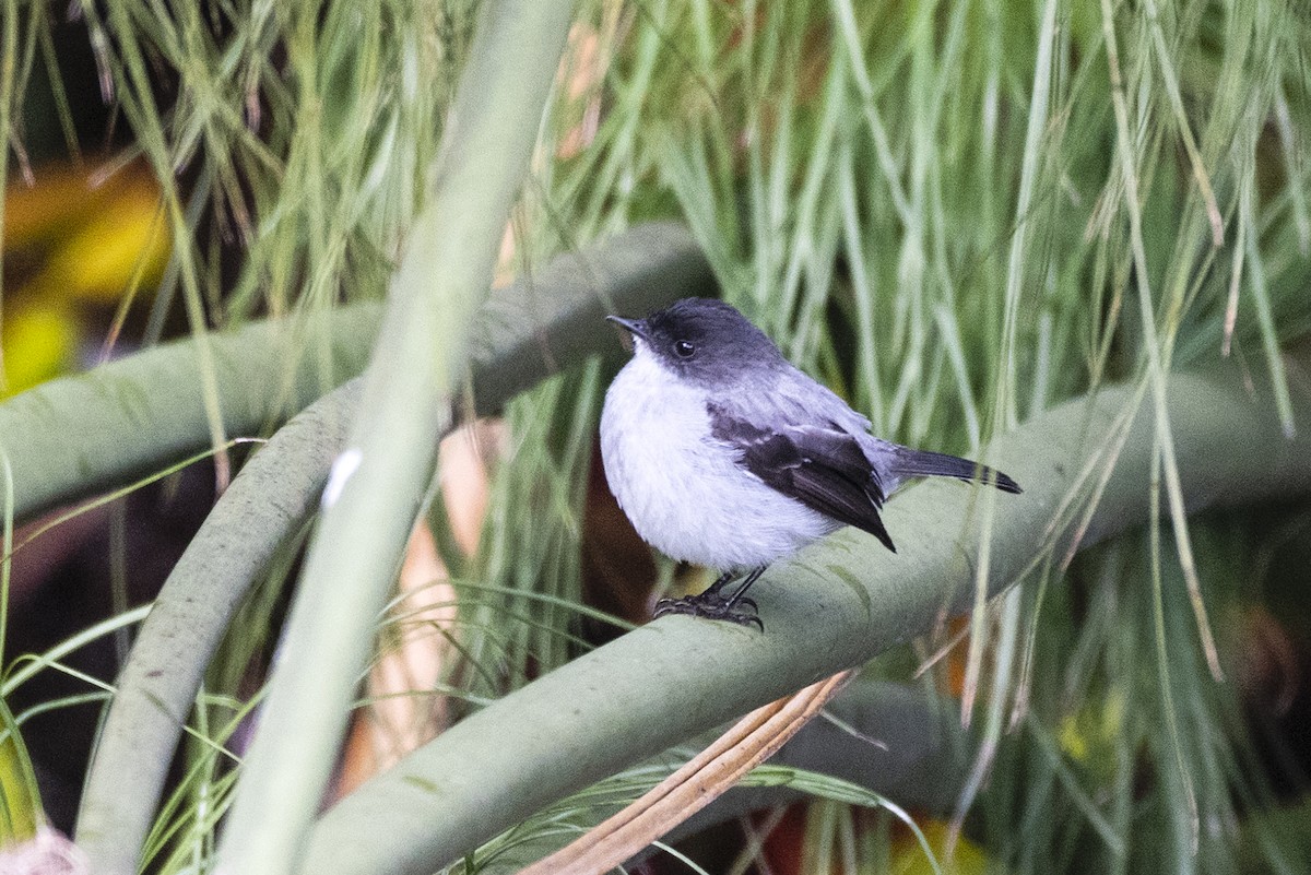 Torrent Tyrannulet - ML620272250