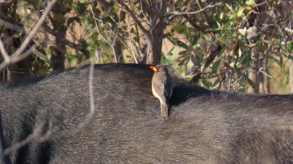 Yellow-billed Oxpecker - ML620272255