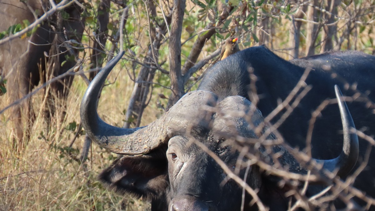 Yellow-billed Oxpecker - ML620272256